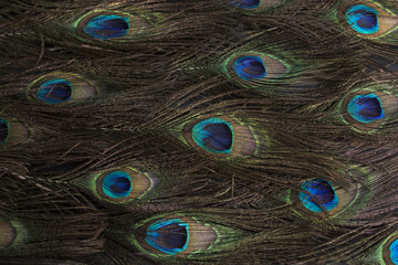 Fototapeta premium Peacock Feathers