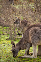Naklejka na ściany i meble grey kangaroo - Grampians Australian national park, location - Australia