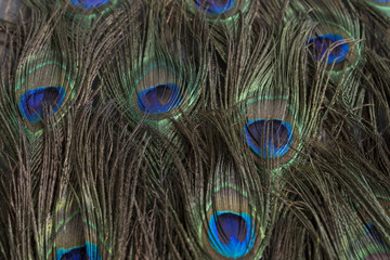 Obraz premium Peacock Feathers