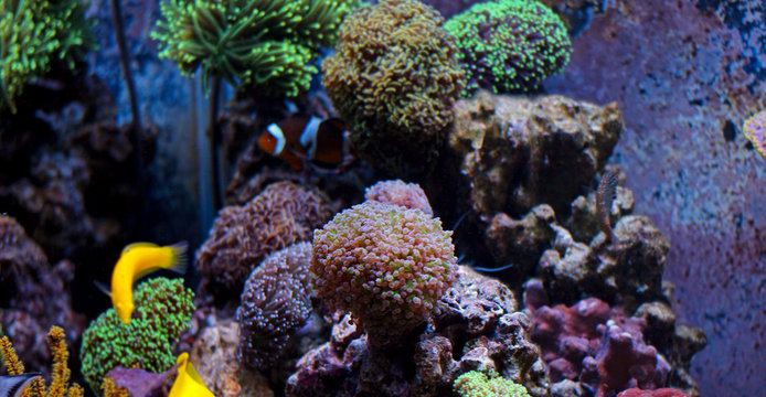 Amazing Colorful Corals in  Reef Aquarium Tank