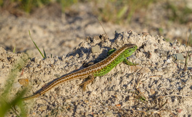 Sand Lizard Lacerta agilis male
