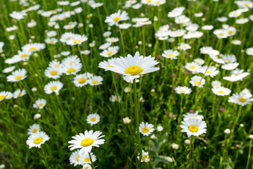 field daisy closeup
