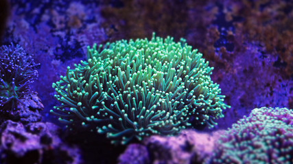 Euphyllia Torch Coral (Euphyllia glabrescens)