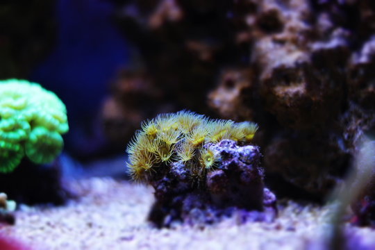 Yellow polyps in reef tank