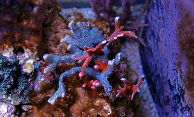 Obraz premium Multicolored montipora sps coral 