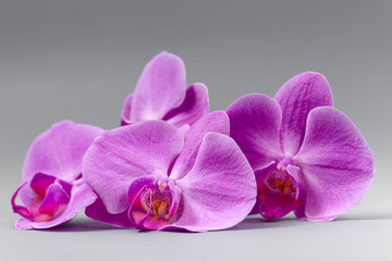 Fototapeta na wymiar Beautiful fresh bright orchid on a gray background
