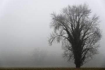 Obraz na płótnie Canvas A tree in the fog