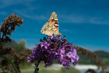 Schmetterling auf Sommerflieder