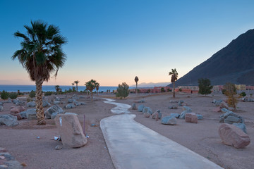 Wakacje w Egipcie. Palmy © rogozinski