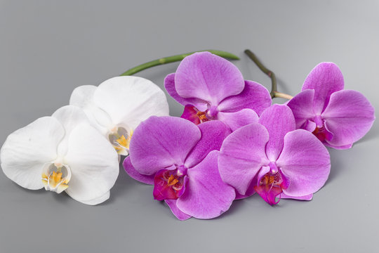 Fototapeta Beautiful fresh bright orchid on a gray background
