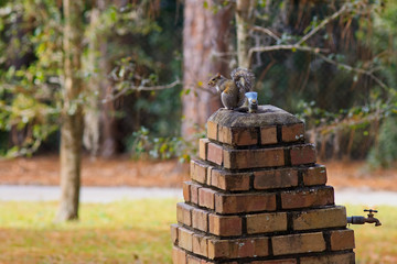 thirsty squirrel