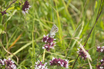 papillon bel argus