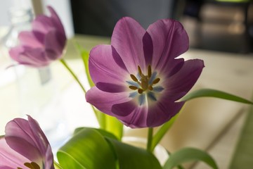 Fototapeta premium Purple flowers in a vase. Slovakia