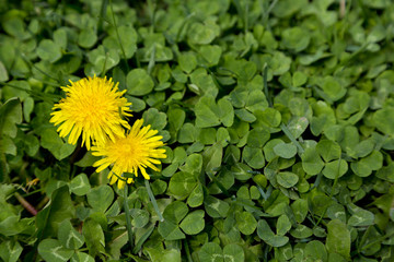 Obraz premium Natural wild dandelions in spring