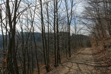 awakening beech forest in spring