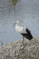 cigogne