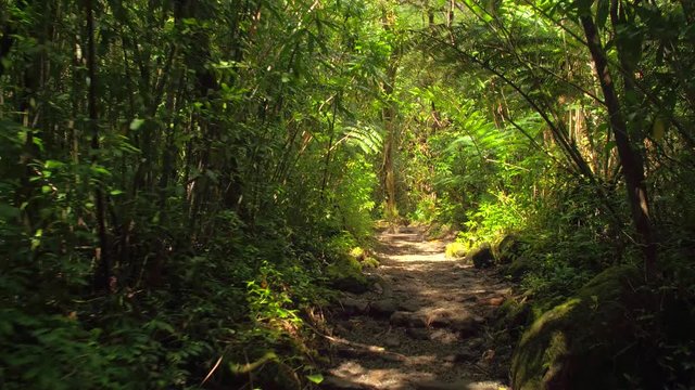 Walking through the woods 4k video