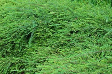 Bright Green Foliage in the Windy Day, Thailand