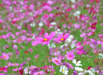 Obraz na płótnie Canvas Closed up Two Blooming Pink Cosmos Flowers amongst the Cosmos Field of North Eastern Thailand 