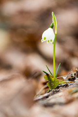 Campanellino