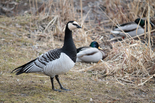 Barnacle goose (Branta leucopsis) on the coast. Waterfowl with black and white plumage