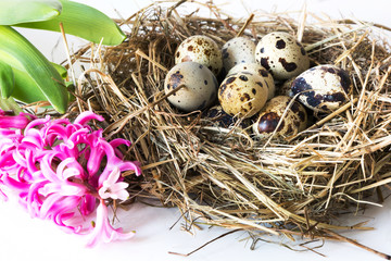 Fototapeta premium Easter concept. Pink hyacinth and nest of hay with quail eggs on a white background. Close up.