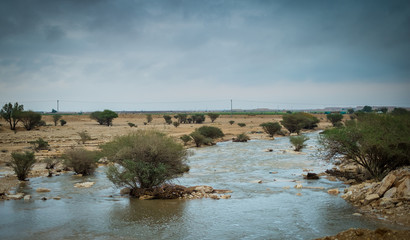 Desert trees