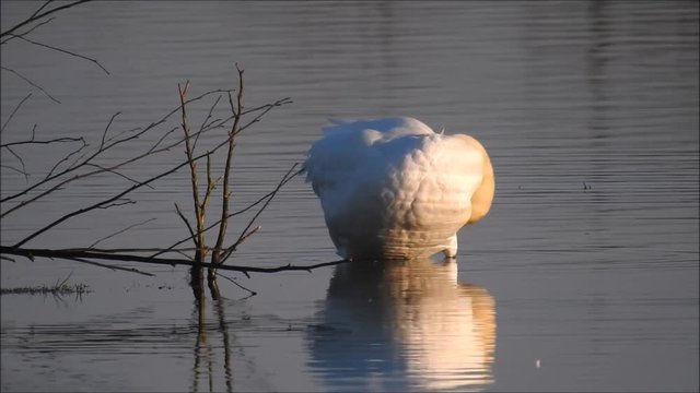 Schwan