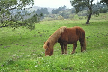 Naklejka premium Caballos en la montaña