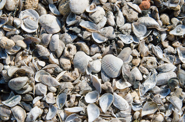 texture from cockleshells and stones