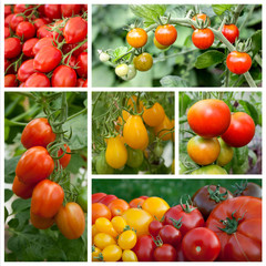 tomatoes / Collage with  tomatoes and tomato plants 