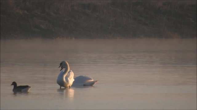 Schwan