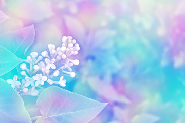 Obraz na płótnie Canvas Bunches of flowers of lilac