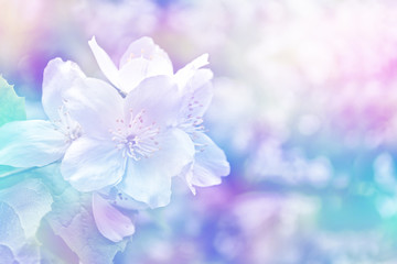 Fototapeta na wymiar White jasmine The branch delicate spring flowers