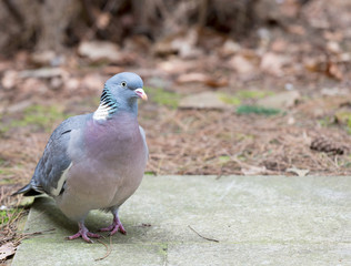 Close up wood pigeon standing on a concrete slab