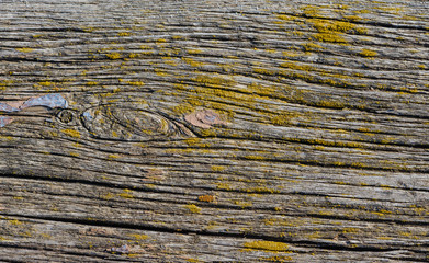 Naklejka premium Wood with moss from recent rains