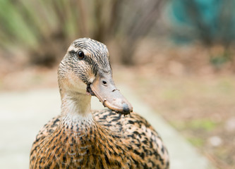 Close up portrait of a female mallard duck