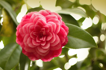 Japanese camellia blooming in the greenhouse