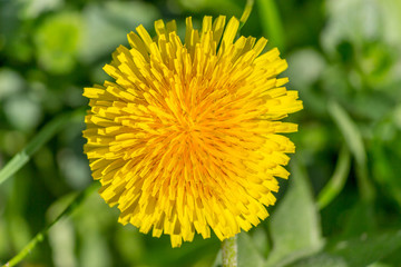 Dandelion flower blooming on a summer meadow macro closeup.