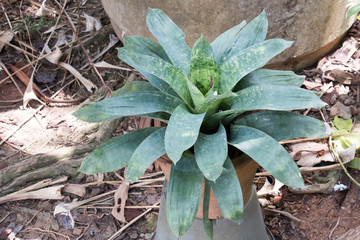 colorful of algonema,pink color of leaf with sunlight