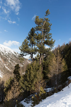 Zirbelkiefer im &Ouml;tztal neben der Schipiste bei strahlenden Sfonnenschein "Pinus cembra"