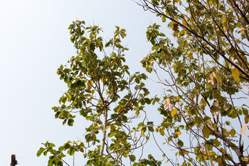 branch of tree and white sky and sunlight,brown color of branch