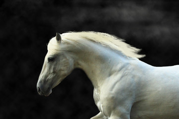 Portrait of a white horse galloping