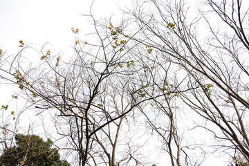 branch of tree and white sky and sunlight,brown color of branch,isolated on white