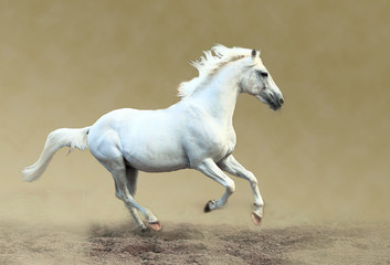 Naklejka na ściany i meble White horse galloping