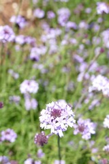 Lila Willdblüten, Frühling und Blumen