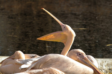 Rosa Pelikan - Pelecanus onocrotalus