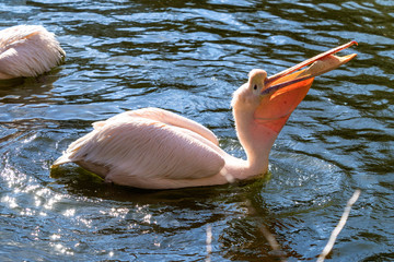 Rosa Pelikan - Pelecanus onocrotalus