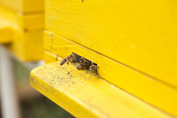 close up bees and entrance to the beehive.