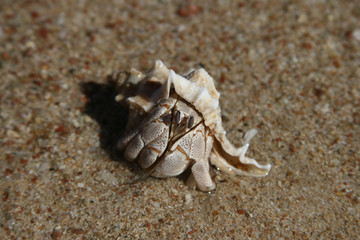 White Hermit Crab in a shell on the sand.